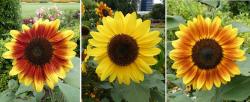 Three sunflowers Brisbane Botanic Gardens